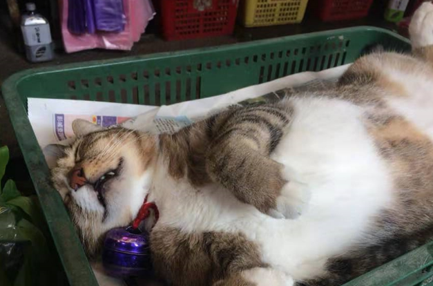 菜摊老板带猫主子来看摊，一转身猫主子睡成猪，网友：“扣工资”(图3)