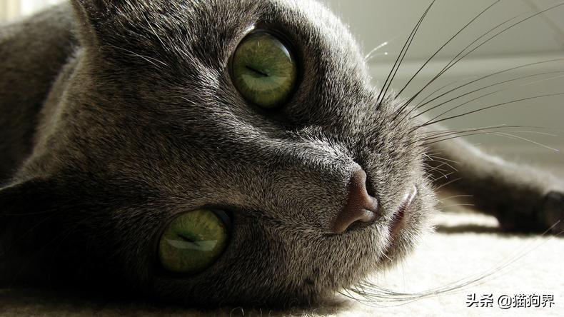 新生幼猫养护知识篇（新手收藏）(图1)