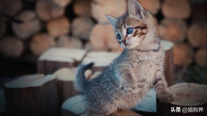 新生幼猫养护知识篇（新手收藏）(图5)