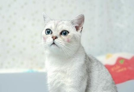 4岁猫咪，3年来一直在吃狗粮，最后出事了！(图1)