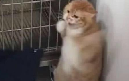 主人带猫咪做绝育，却遭医生婉言拒绝，知道原因后主人哭笑不得！(图1)