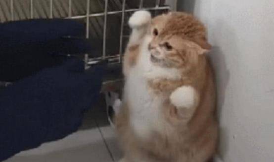 主人带猫咪做绝育，却遭医生婉言拒绝，知道原因后主人哭笑不得！(图2)