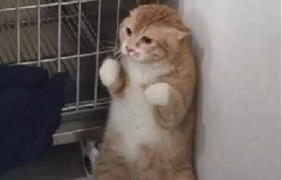 主人带猫咪做绝育，却遭医生婉言拒绝，知道原因后主人哭笑不得！(图3)