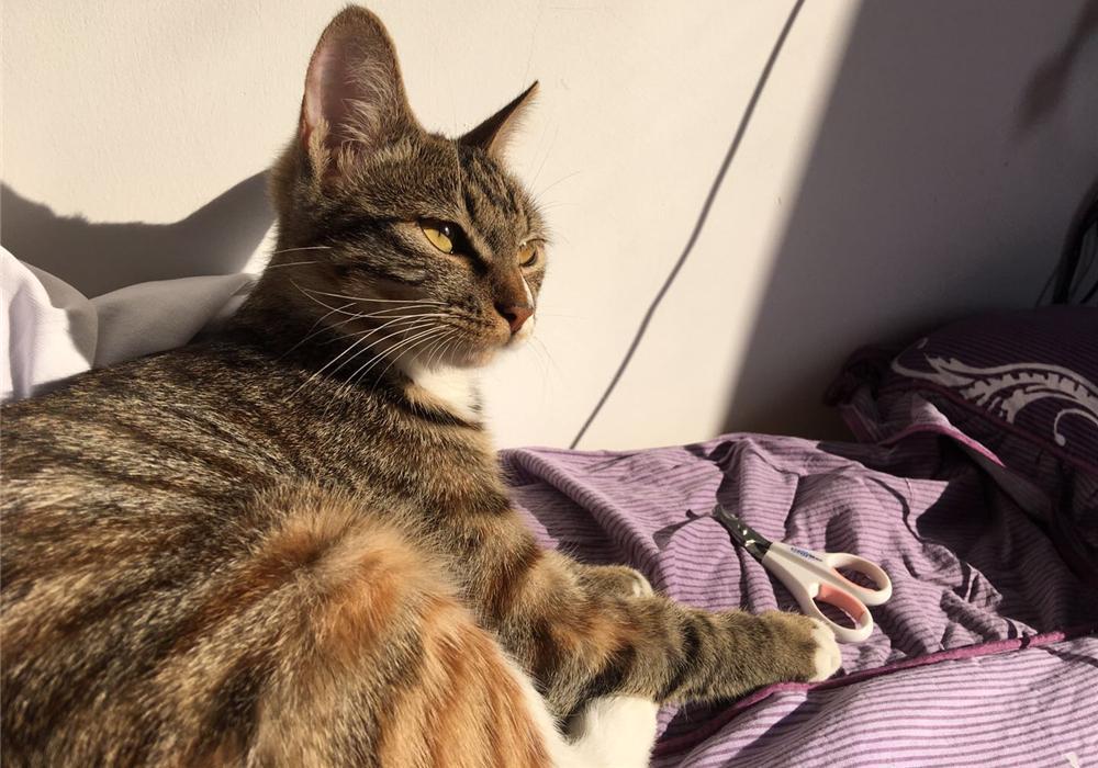 铲屎官在家给猫咪打疫苗，却不知存在多种风险(图1)