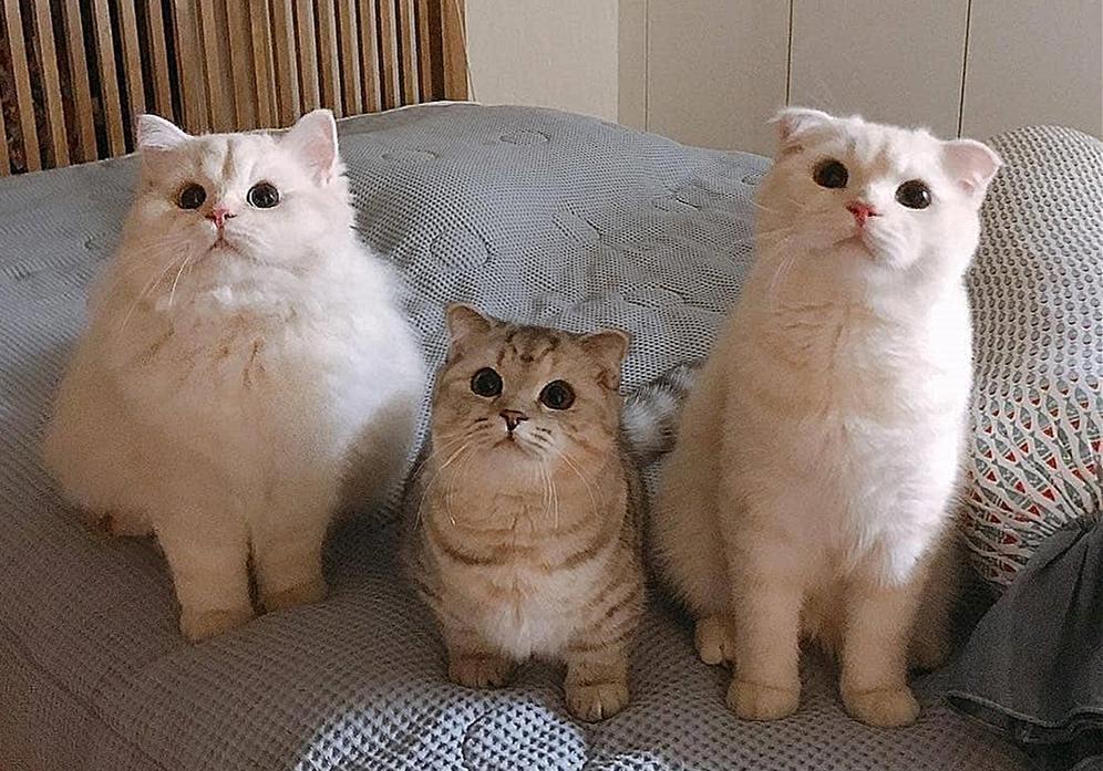 铲屎官在家给猫咪打疫苗，却不知存在多种风险(图2)