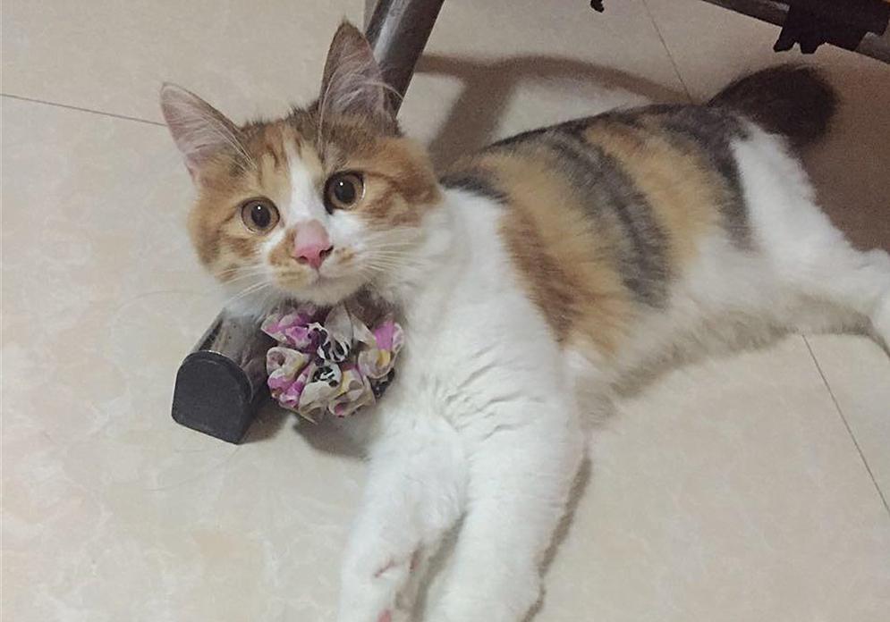 铲屎官在家给猫咪打疫苗，却不知存在多种风险(图3)