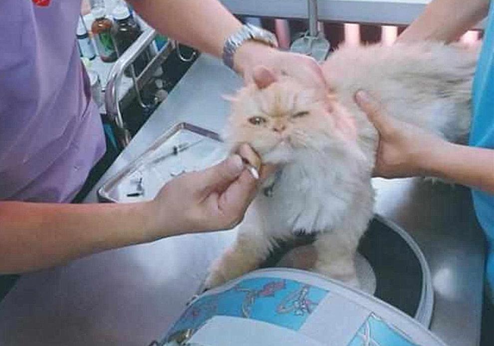 铲屎官在家给猫咪打疫苗，却不知存在多种风险(图5)