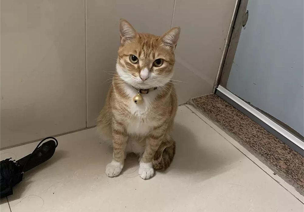 铲屎官在家给猫咪打疫苗，却不知存在多种风险(图8)