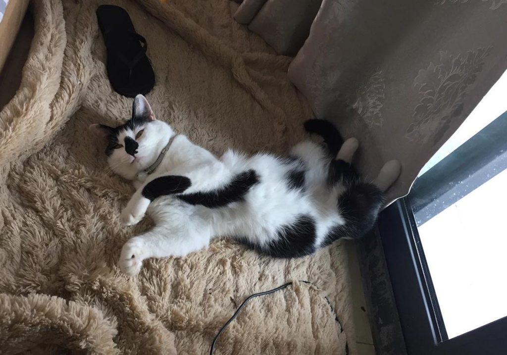 铲屎官在家给猫咪打疫苗，却不知存在多种风险(图9)