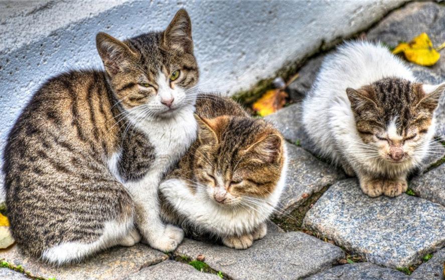 铲屎官在家给猫咪打疫苗，却不知存在多种风险(图10)