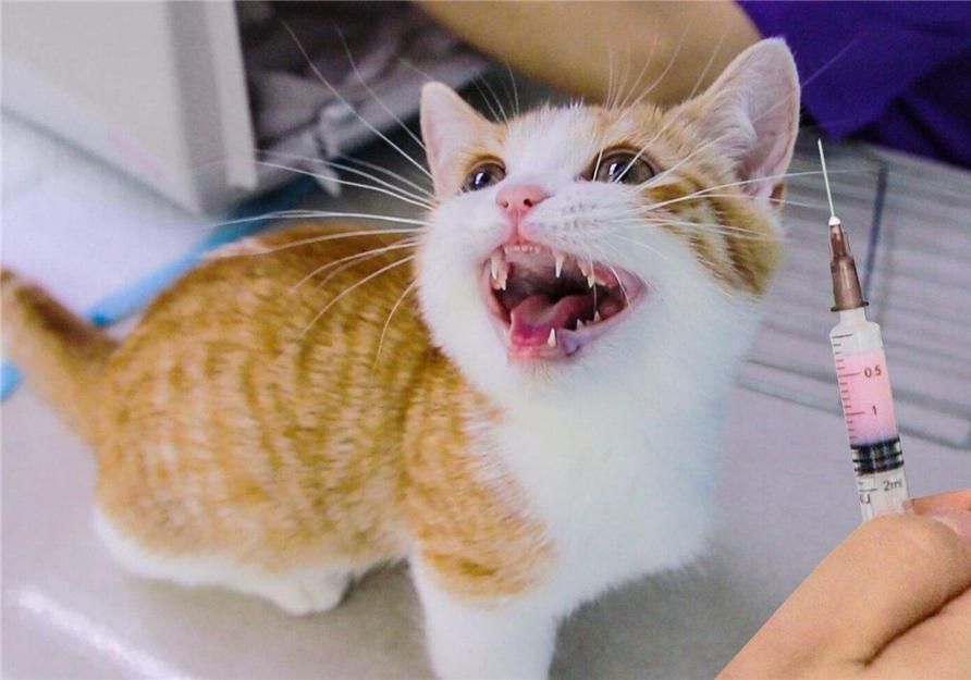 铲屎官在家给猫咪打疫苗，却不知存在多种风险(图11)