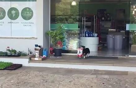 狗子懂得自己去宠物店买狗粮，偶尔还会帮忙买猫粮(图1)