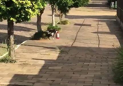 狗子懂得自己去宠物店买狗粮，偶尔还会帮忙买猫粮(图2)