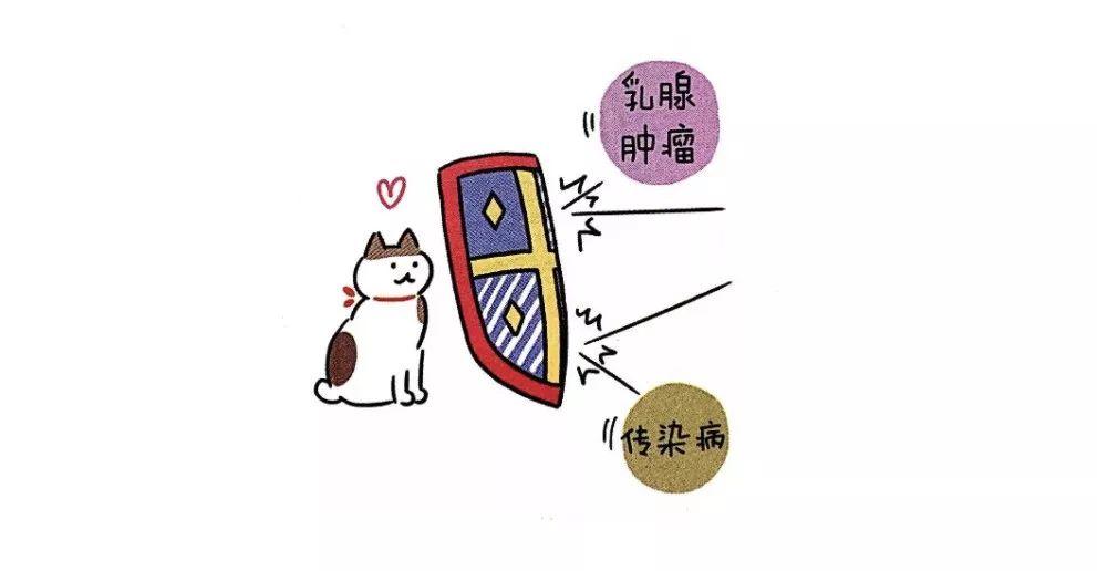 猫咪要不要绝育？麻醉的方式和风险(图4)