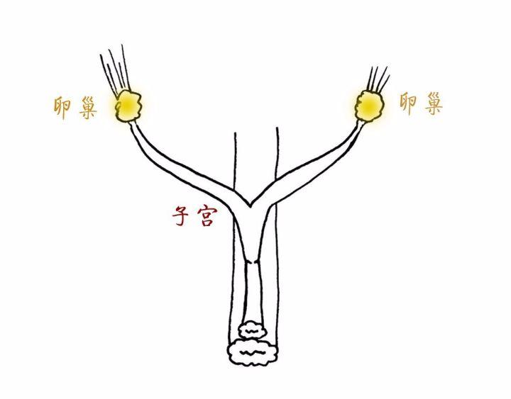 猫咪要不要绝育？麻醉的方式和风险(图5)