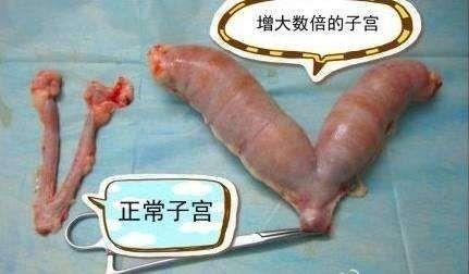 猫咪要不要绝育？麻醉的方式和风险(图7)