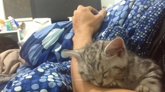 手臂刺下永远的脚印 基隆暖男纪念离世猫咪(图1)