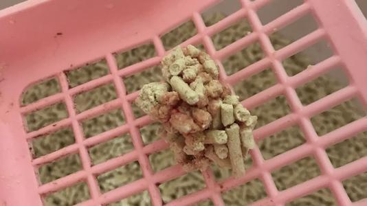 猫咪的泌尿疾病你知道多少？猫咪尿血是真的血吗？(图1)