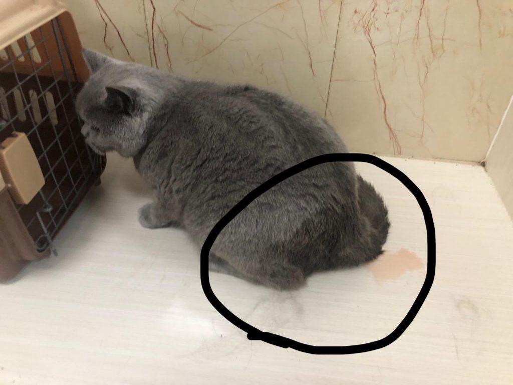 猫咪的泌尿疾病你知道多少？猫咪尿血是真的血吗？(图3)