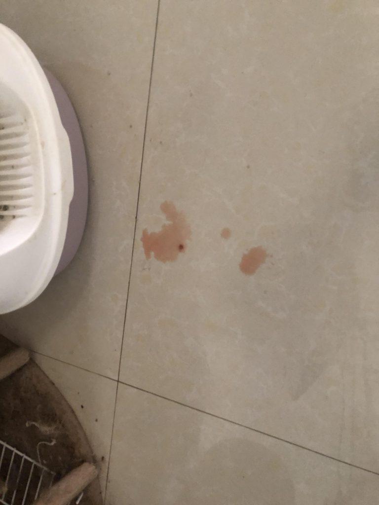 猫咪的泌尿疾病你知道多少？猫咪尿血是真的血吗？(图2)