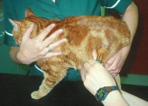 猫咪的泌尿疾病你知道多少？猫咪尿血是真的血吗？(图6)