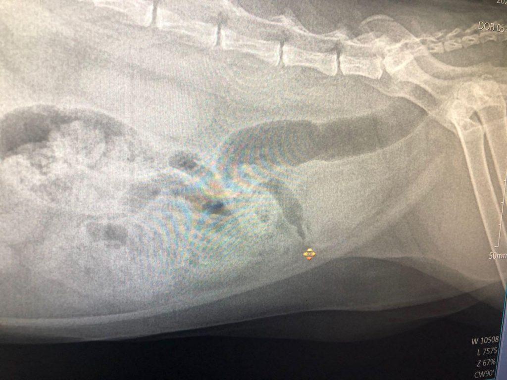 猫咪的泌尿疾病你知道多少？猫咪尿血是真的血吗？(图8)