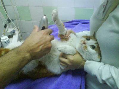 猫咪的泌尿疾病你知道多少？猫咪尿血是真的血吗？(图13)