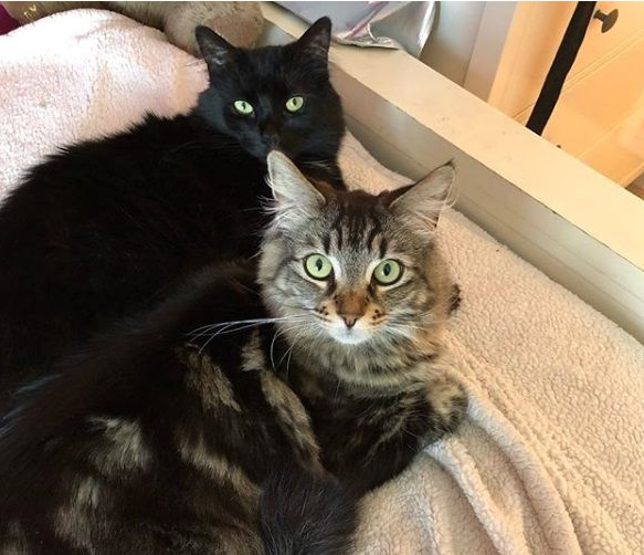 女孩离家去念大学 富爸爸租1500美金公寓安置猫咪(图1)