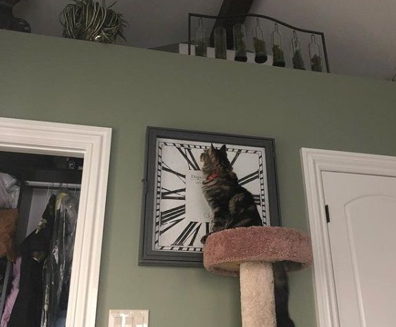 女孩离家去念大学 富爸爸租1500美金公寓安置猫咪(图2)