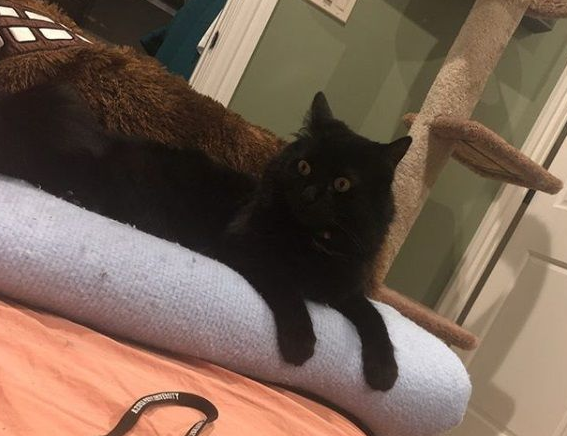 女孩离家去念大学 富爸爸租1500美金公寓安置猫咪(图3)