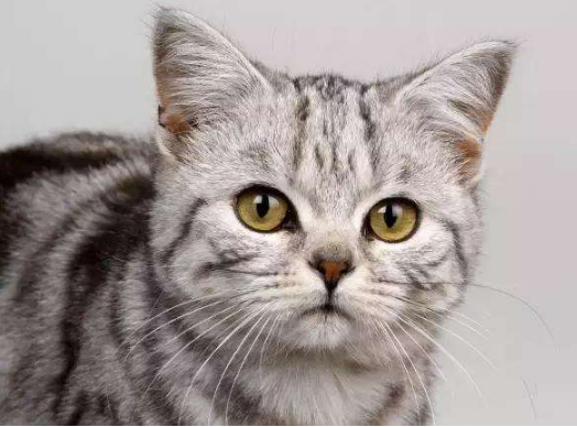 猫的便便正常是什么样子的？如何预防不健康的大便？(图2)