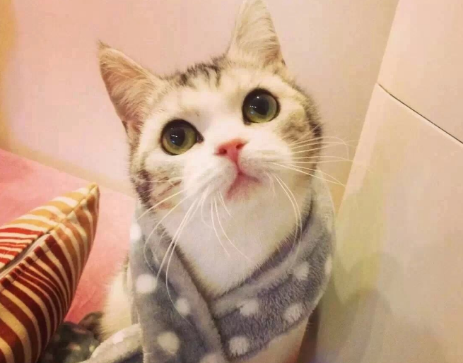 猫的便便正常是什么样子的？如何预防不健康的大便？(图3)