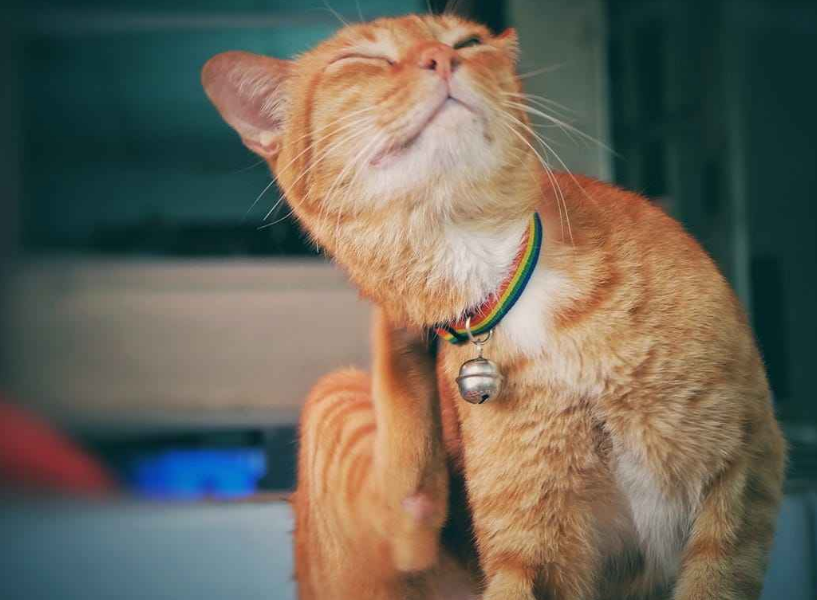 猫的便便正常是什么样子的？如何预防不健康的大便？(图6)