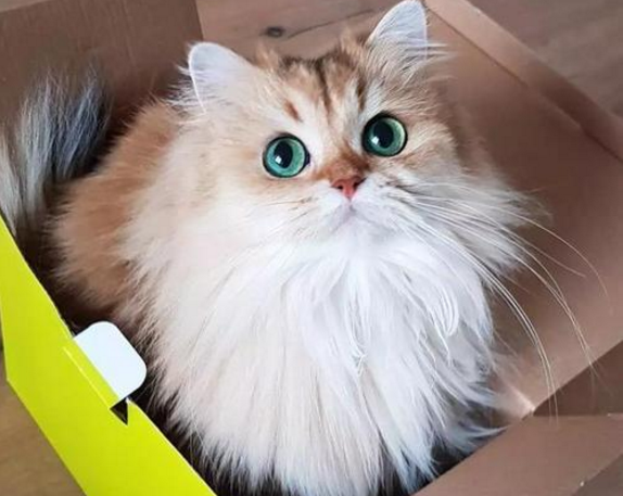 猫的便便正常是什么样子的？如何预防不健康的大便？(图4)