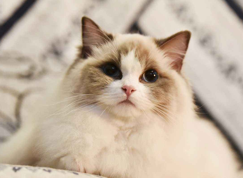 猫的便便正常是什么样子的？如何预防不健康的大便？(图5)