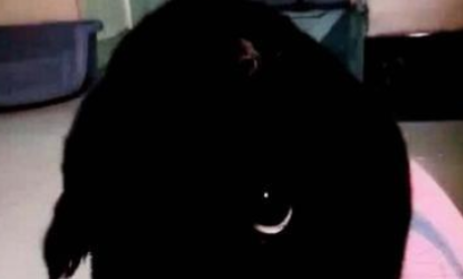 周末去朋友家撸猫，进门看到一坨黑黑的东西，走近一看哭笑不得(图1)