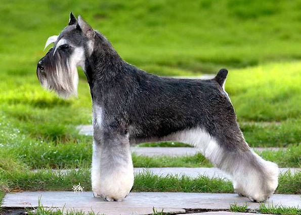 这份“不掉毛狗狗”清单，建议你收藏一下！（不掉毛的狗狗品种排行）(图1)