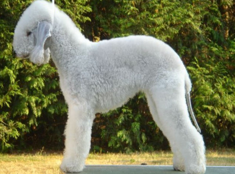 这份“不掉毛狗狗”清单，建议你收藏一下！（不掉毛的狗狗品种排行）(图2)