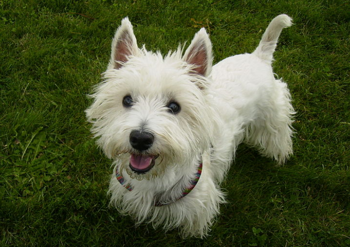 这份“不掉毛狗狗”清单，建议你收藏一下！（不掉毛的狗狗品种排行）(图4)