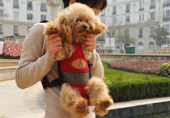 这份“不掉毛狗狗”清单，建议你收藏一下！（不掉毛的狗狗品种排行）(图5)