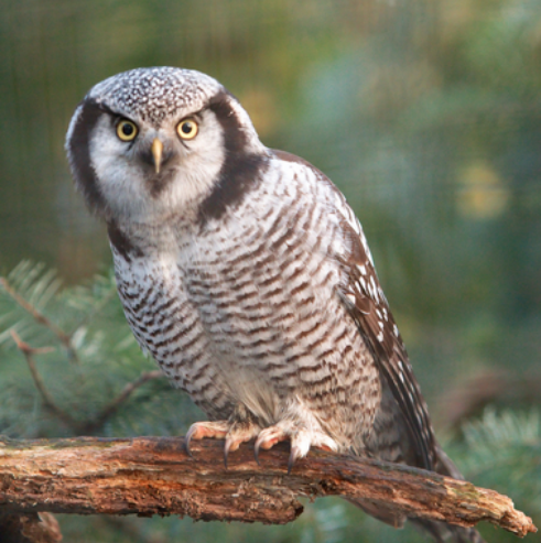 荷兰惊现晚上袭击者 凶手竟是猫头鹰(图2)