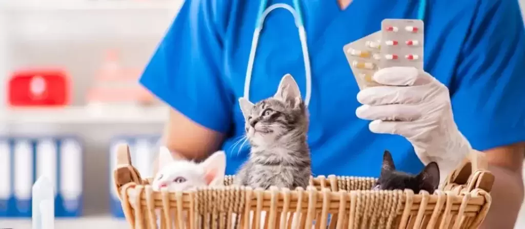 猫咪益生菌，是真的有效、还是骗人的智商税？(图5)