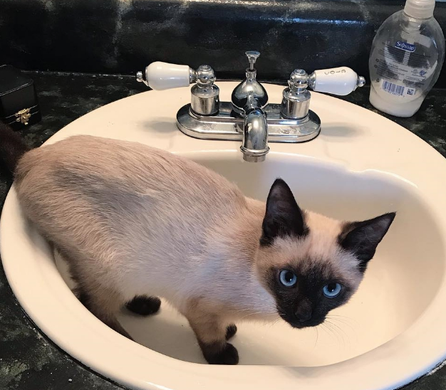 别以为猫咪不出门就不用定期驱虫，寄生虫的可怕程度不容人类小觑(图2)