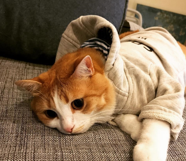 别以为猫咪不出门就不用定期驱虫，寄生虫的可怕程度不容人类小觑(图1)