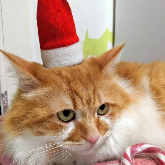 别以为猫咪不出门就不用定期驱虫，寄生虫的可怕程度不容人类小觑(图4)