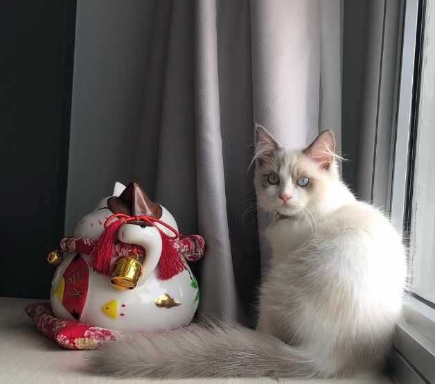 别以为猫咪不出门就不用定期驱虫，寄生虫的可怕程度不容人类小觑(图3)