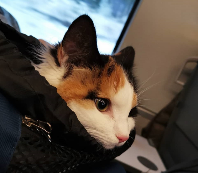 别以为猫咪不出门就不用定期驱虫，寄生虫的可怕程度不容人类小觑(图5)