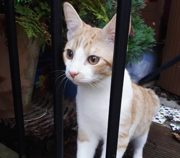 别以为猫咪不出门就不用定期驱虫，寄生虫的可怕程度不容人类小觑(图6)