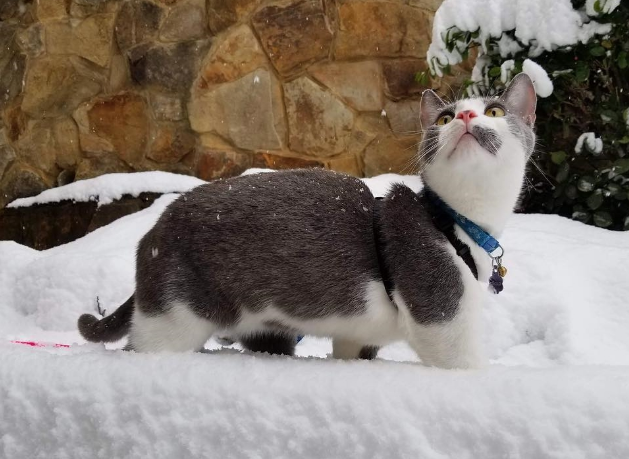 别以为猫咪不出门就不用定期驱虫，寄生虫的可怕程度不容人类小觑(图7)