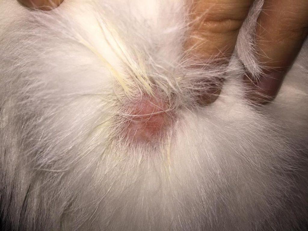 猫得猫癣了怎么办？去宠物医院是不是很贵？(图1)